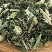 motherwort  Chinese herbal medicine